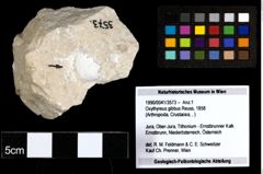 Foto (Objekt + Etiketten) von Oxythyreus gibbus (Reuss, 1858) 